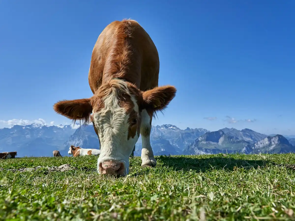 White and brown cow — Swiss Alps, Switzerland