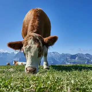 White and brown cow — Swiss Alps, Switzerland
